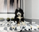 Small Photo #2 Miniature Bernedoodle Puppy For Sale in FRANKLIN, IN, USA