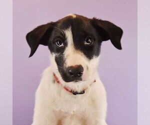 Border Collie-Unknown Mix Dogs for adoption in Sheridan, CO, USA