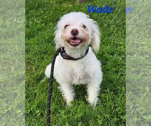 Poodle (Miniature)-Unknown Mix Dogs for adoption in Modesto, CA, USA