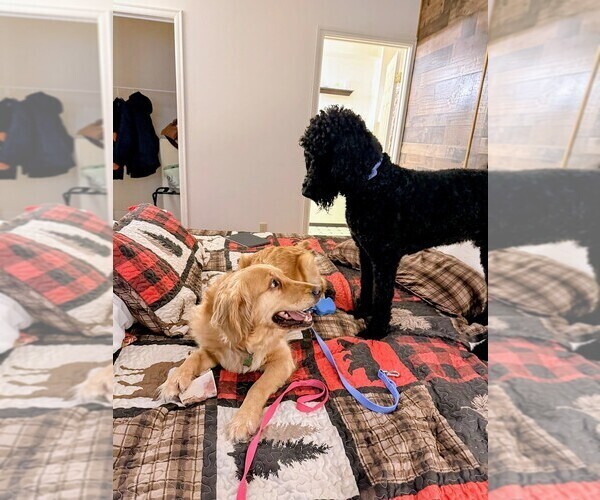 Medium Photo #1 Goldendoodle Puppy For Sale in ASHFORD, WA, USA