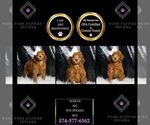 Puppy Aldean AKC Poodle (Toy)