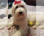Small Photo #1 Goldendoodle Puppy For Sale in PRAIRIEVILLE, LA, USA