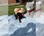 Small Photo #24 Poodle (Toy) Puppy For Sale in ARLINGTON HTS, IL, USA