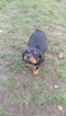 Small Photo #11 Rottweiler Puppy For Sale in PARKLAND, WA, USA