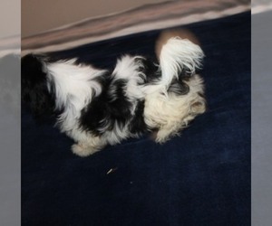 Shih Tzu Puppy for sale in THAYER, KS, USA