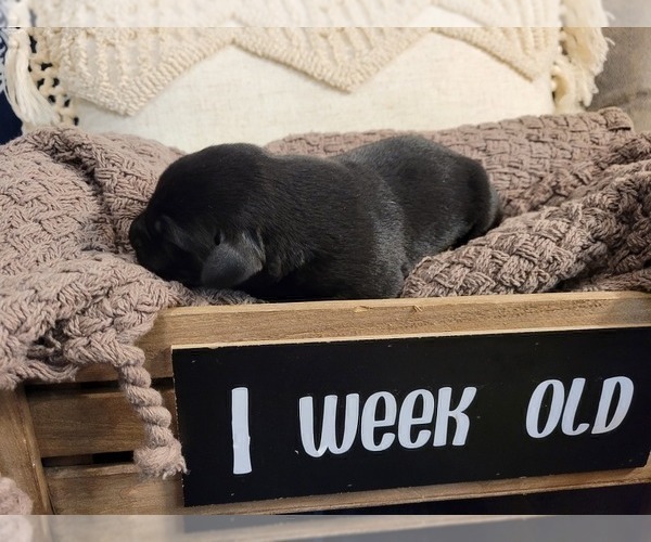 Medium Photo #9 Labrador Retriever Puppy For Sale in BONAIRE, GA, USA
