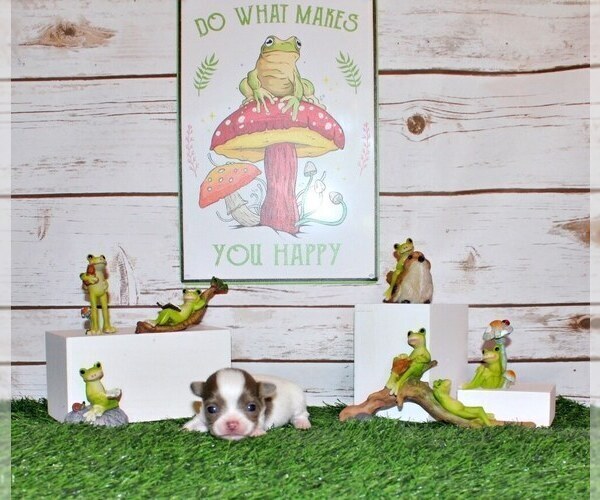 Medium Photo #9 Chihuahua Puppy For Sale in CHARLESTON, AR, USA