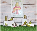 Small Photo #9 Chihuahua Puppy For Sale in CHARLESTON, AR, USA