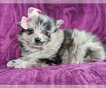 Small Photo #3 Pomeranian Puppy For Sale in LINCOLN UNIV, PA, USA