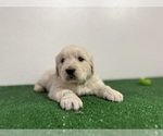 Small #6 English Cream Golden Retriever