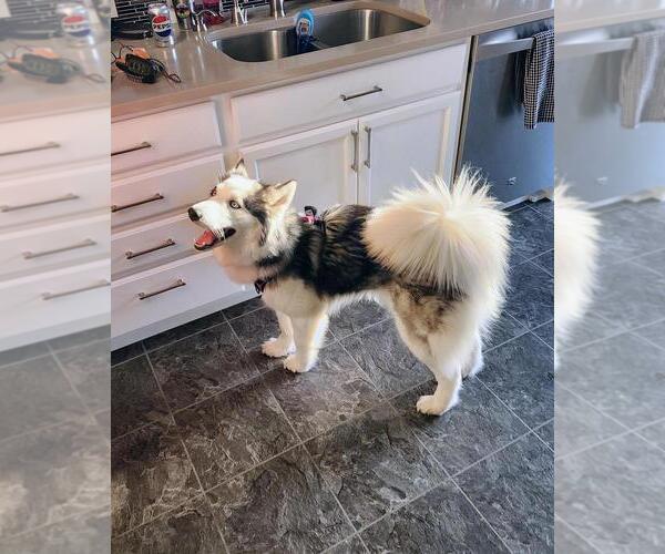 Medium Photo #2 Siberian Husky-Unknown Mix Puppy For Sale in Andover, MN, USA