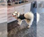 Small #1 Siberian Husky Mix