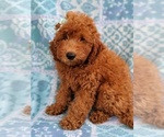 Small #2 Goldendoodle