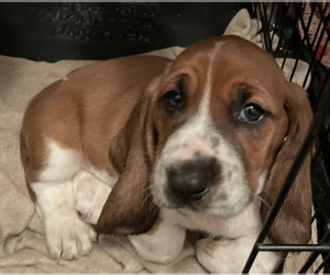 Basset Hound Puppy for sale in WEEDSPORT, NY, USA