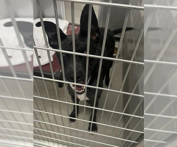 Medium Photo #1 Labrador Retriever-Unknown Mix Puppy For Sale in Las Vegas, NV, USA