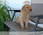 Small #1 Golden Retriever