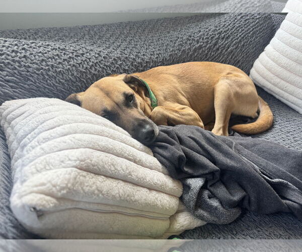 Medium Photo #2 Black Mouth Cur-Unknown Mix Puppy For Sale in The Woodlands, TX, USA