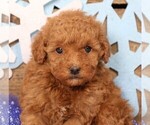 Small #1 Cavapoo