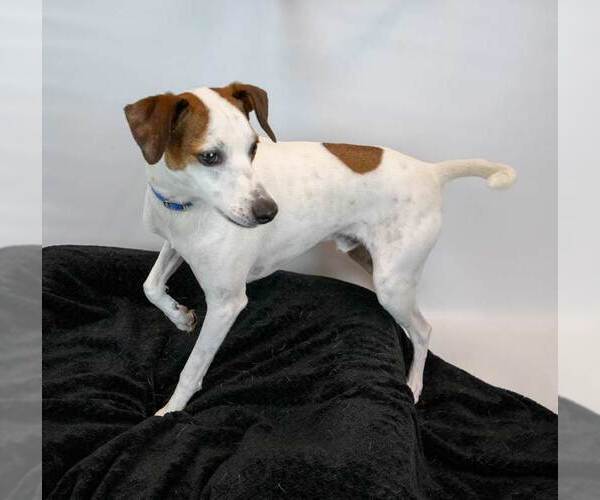 Medium Photo #3 Mutt Puppy For Sale in Kennesaw, GA, USA