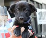 Small #5 Labrador Retriever-Retriever  Mix