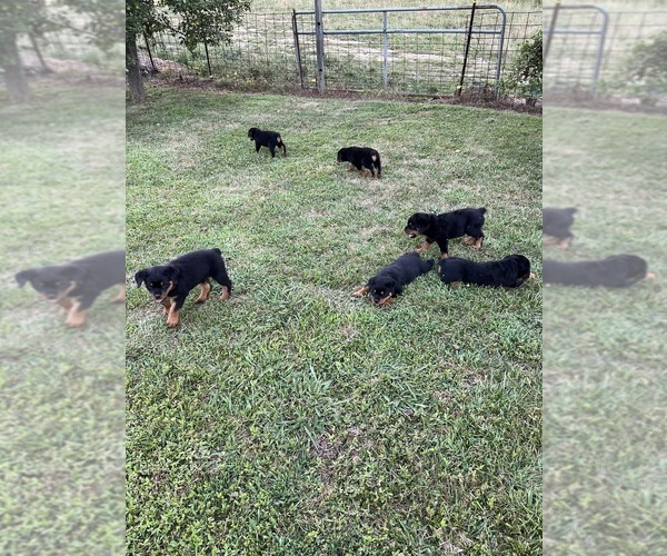 Medium Photo #12 Rottweiler Puppy For Sale in BULLS GAP, TN, USA