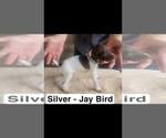Puppy Jay Bird German Shorthaired Pointer