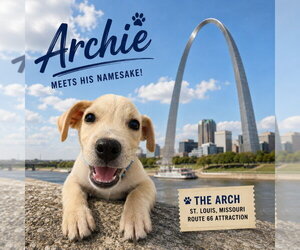 Mutt Dogs for adoption in Claremore, OK, USA