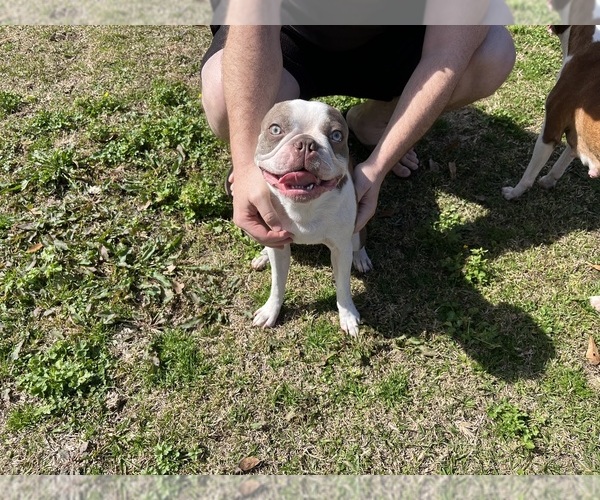 Medium Photo #1 Boston Terrier Puppy For Sale in CLEVELAND, TX, USA