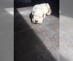 Small Photo #20 Dogo Argentino Puppy For Sale in CANON CITY, CO, USA