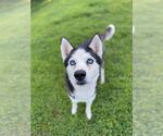 Small #1 Siberian Husky