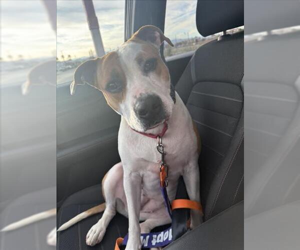 Medium Photo #2 Mutt Puppy For Sale in Las Vegas, NV, USA