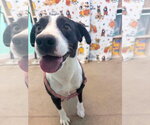 Small Photo #5 Border Collie-Unknown Mix Puppy For Sale in Oakhurst, NJ, USA