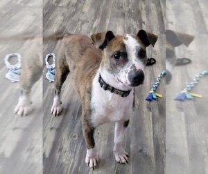 Mutt Dogs for adoption in Conway, AR, USA