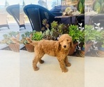 Small #4 Goldendoodle