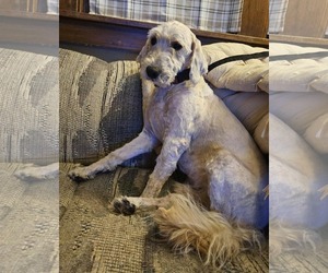Romeo - Male Goldendoodle Dog for Adoption - Photo #3