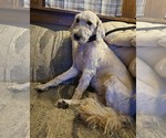 Small Photo #3 Goldendoodle Puppy For Sale in Waterloo, IA, USA