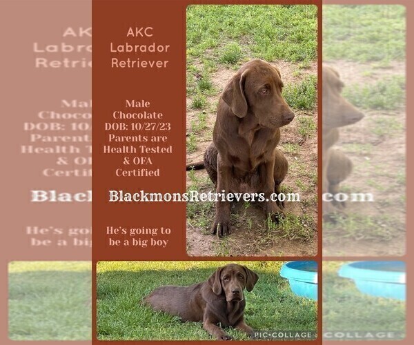 Medium Photo #2 Labrador Retriever Puppy For Sale in BROWNS VALLEY, CA, USA