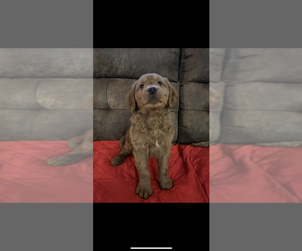 Medium Photo #1 Australian Labradoodle Puppy For Sale in HARRISONBURG, VA, USA