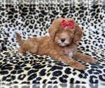 Sassy - Female Cavapoo (Miniature) Puppy for Sale - Small photo