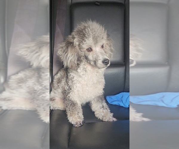 Medium Photo #3 Poodle (Toy) Puppy For Sale in INDIANAPOLIS, IN, USA