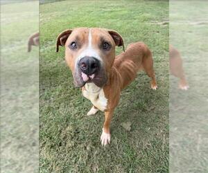 Mutt Dogs for adoption in Conroe, TX, USA