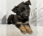 Puppy Miss Purple German Shepherd Dog