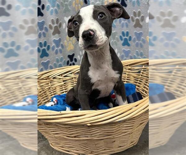 Medium Photo #1 Staffordshire Bull Terrier-Unknown Mix Puppy For Sale in Rosenberg, TX, USA
