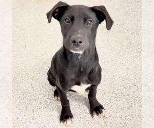 Labrador Retriever Dogs for adoption in Houston, TX, USA