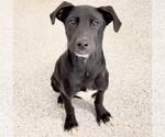 Small Labrador Retriever