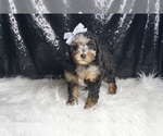 Puppy Hilda AKC Poodle (Toy)