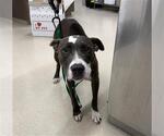 Small Mutt