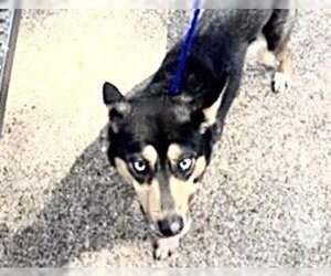 Gerberian Shepsky Dogs for adoption in Houston, TX, USA