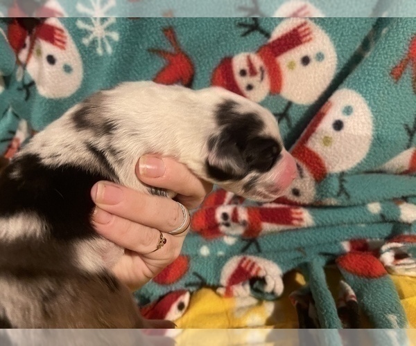 Medium Photo #6 Australian Shepherd Puppy For Sale in YADKINVILLE, NC, USA
