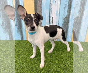 Chihuahua-Unknown Mix Dogs for adoption in Corona, CA, USA